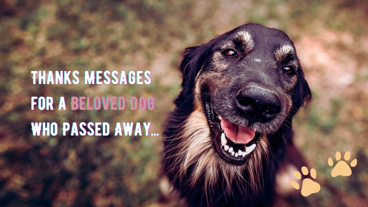 Thanks Messages for a Beloved Dog Who Passed Away